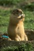 marmotte_join.jpg