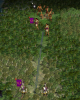 barbarianhighway2.png