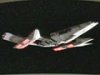 Tamarian medium ship.jpg