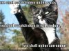 leader-cat-gives-orders.jpg