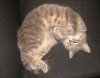 cat1.jpg