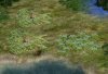 flax.jpg