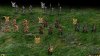 elves & dwarves.jpg