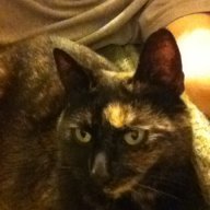Roy P Cat