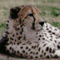 Cheetah