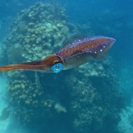 Squidimp