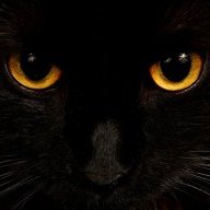 Meowzer