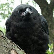 Caprikel