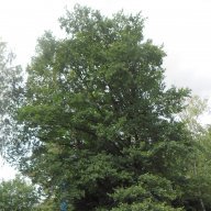 TreeSpawned