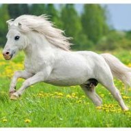 WizePony