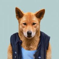 DingoVIII