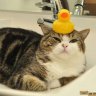 MyCatSplash