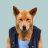 DingoVIII