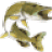 Esox