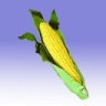Maize resource