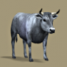 Tirolese Bull