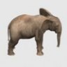 Elephant Calv