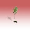 Little Ent Plant