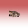 Toad
