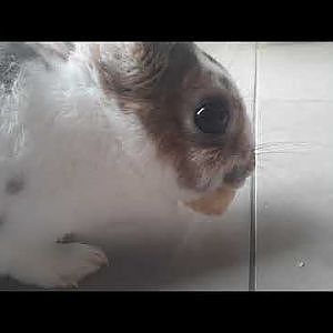 Rabbit eating a banana. - YouTube